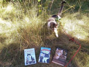 Read more about the article Zum Weltkatzentag: Katzen an ungewöhnlichen Orten